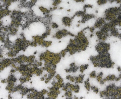 Candelariella aurella