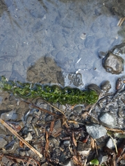 Lagarosiphon major