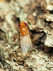 Sobarocephala flaviseta