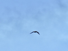 Stercorarius longicaudus