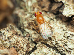 Sobarocephala flaviseta