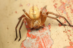 Olios