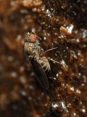 Drosophila