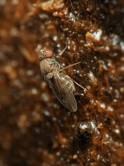 Drosophila