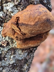 Phellinus everhartii