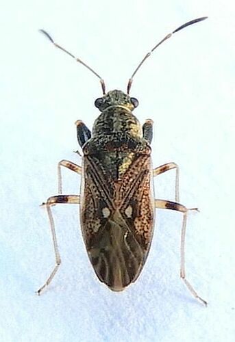Pale-spotted Seed Bug photo 2
