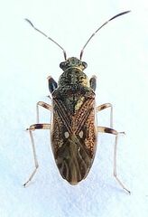 Pseudopachybrachius basalis