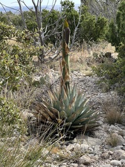 Agave parryi
