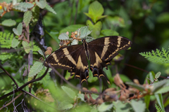 Heraclides machaonides