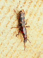 Arrhenodes minutus