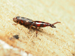 Arrhenodes minutus