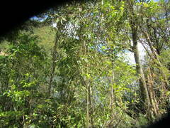 Rubus schmidelioides