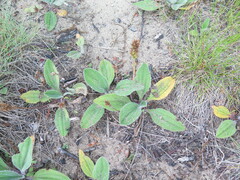 Plantago camtschatica