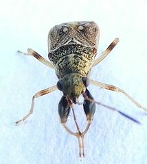 Pseudopachybrachius basalis