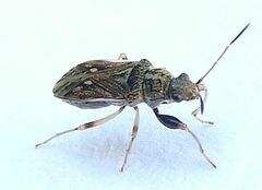 Pseudopachybrachius basalis