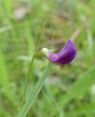 Lathyrus angulatus