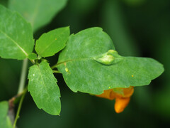 Neolasioptera impatientifolia