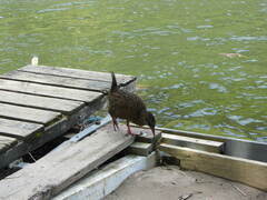 Gallirallus australis australis