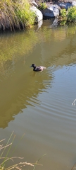 Aythya novaeseelandiae
