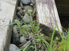 Anaphalioides trinervis