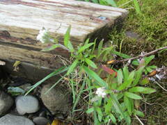 Anaphalioides trinervis