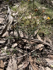 Pultenaea reflexifolia