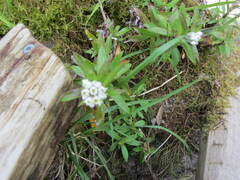 Anaphalioides trinervis