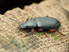 Xylopinus saperdoides