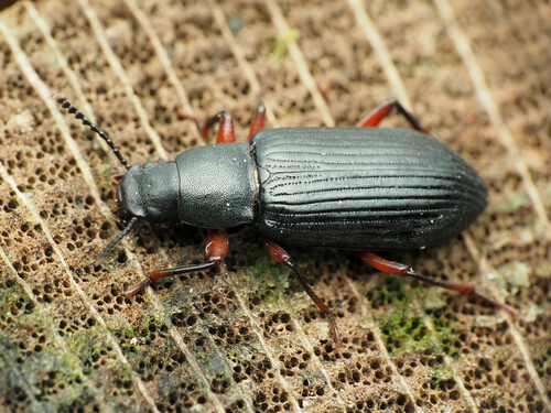 Decaying Darkling Beetle