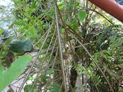 Pseudopanax crassifolius