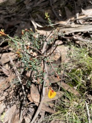 Pultenaea reflexifolia