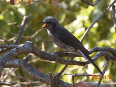Hypsipetes amaurotis