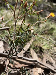 Pultenaea reflexifolia