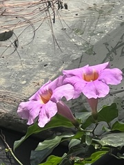 Bignonieae
