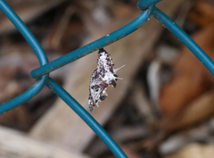 Cethosia penthesilea