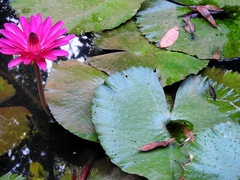 Nymphaea rubra