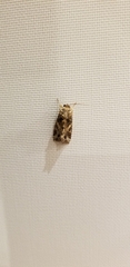 Spodoptera ornithogalli