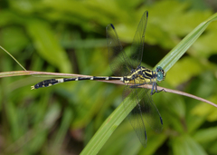 Austrogomphus amphiclitus