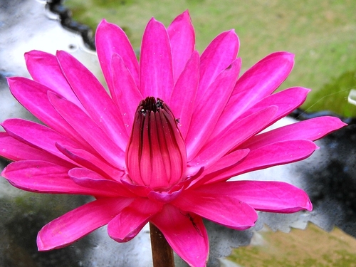 Nymphaea rubra