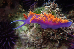 Flabellinopsis iodinea