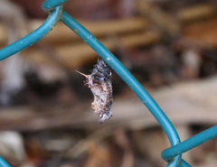 Cethosia penthesilea