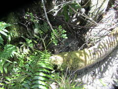 Carmichaelia odorata