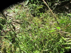 Carmichaelia odorata