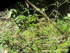 Carmichaelia odorata