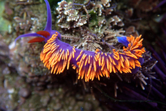 Flabellinopsis iodinea