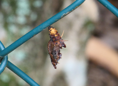 Cethosia penthesilea