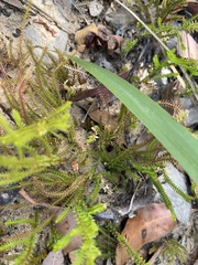 Selaginella uliginosa