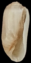 Acteocina infrequens