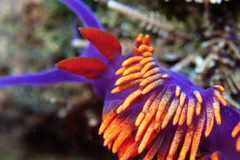 Flabellinopsis iodinea