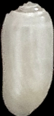 Acteocina infrequens